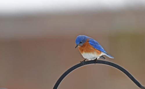 Eastern Bluebird
