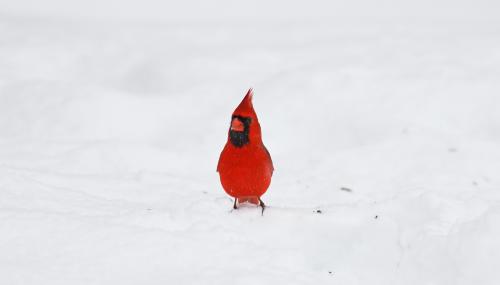 Male Cardinal