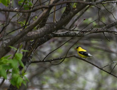 fledgling