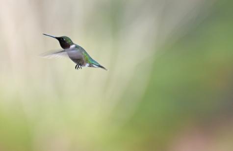 fledgling