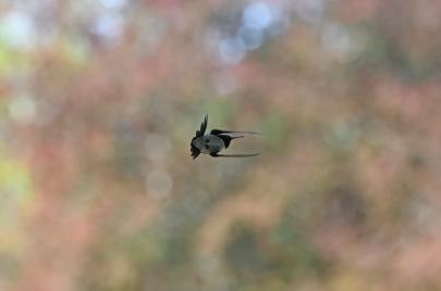 pileated