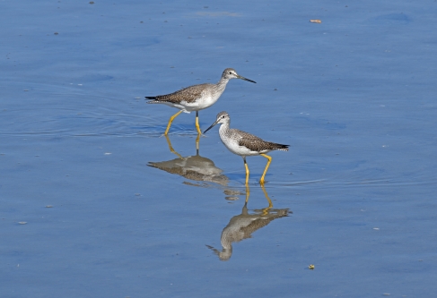 Greater Yellowlegs
