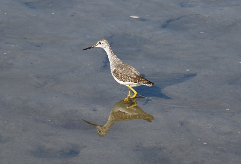 Greater Yellowlegs