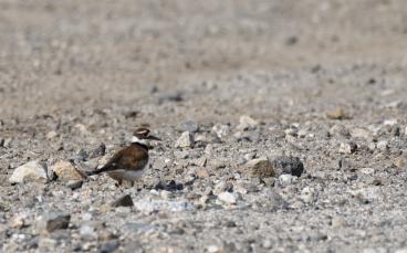 killdeer