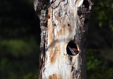 fledgling