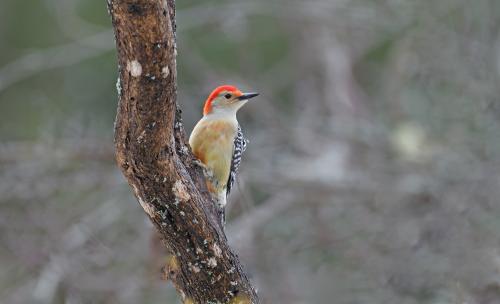Red-bellied Woodpecker