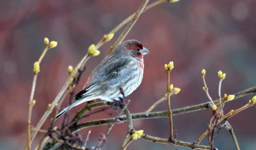 Redpoll