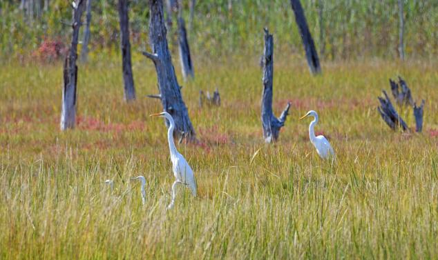 Great and Snowy Egret