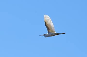Snowy Egret