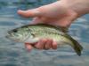 bass, small mouth