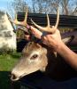 6 point