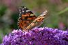 Painted Lady