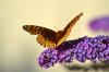 Painted Lady