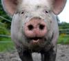 Yorkshire Pig